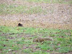 Paraxerus cepapi cepapi