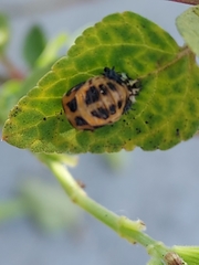 Harmonia axyridis