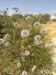 Echinops spinosissimus