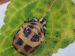 Harmonia axyridis