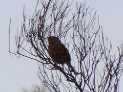 Sphenoeacus afer afer