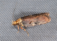 Agonopterix liturosa