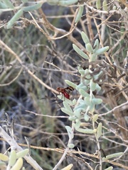 Tritoxa