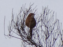 Sphenoeacus afer afer