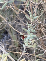 Tritoxa