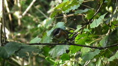 Batis capensis capensis