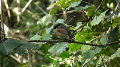 Batis capensis capensis