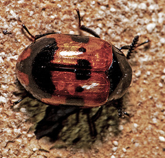 Diaperis nigronotata