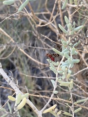Tritoxa
