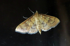 Psara dryalis