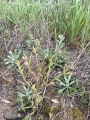 Osteospermum monstrosum