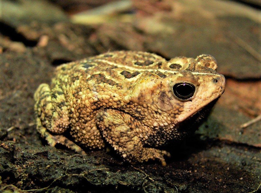 Ocellated Toad