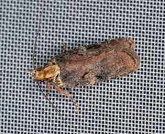 Agonopterix liturosa