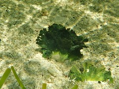 Udotea flabellum