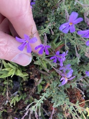Jamesbrittenia pinnatifida