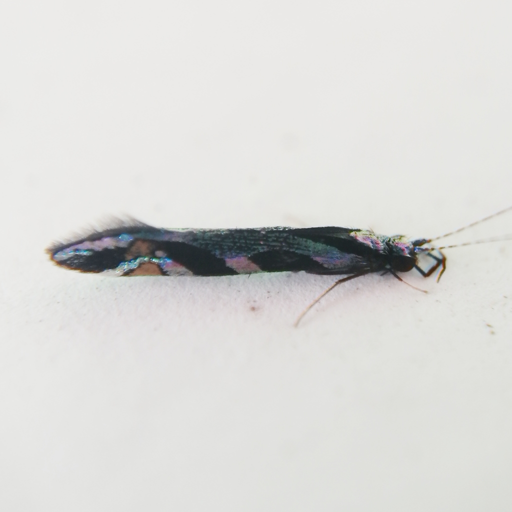 Nectopsyche splendida