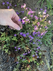 Jamesbrittenia pinnatifida