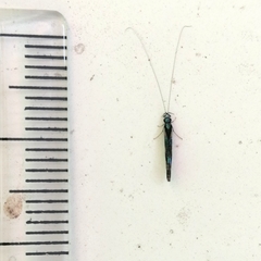 Nectopsyche splendida