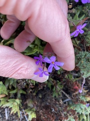 Jamesbrittenia pinnatifida
