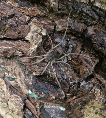Lacinius horridus