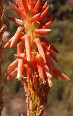 Aloe glauca
