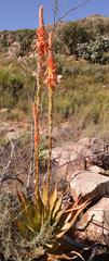 Aloe glauca