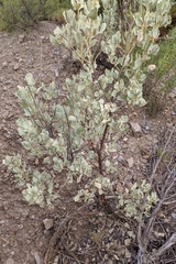 Cistus atriplicifolius