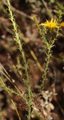 Cullumia reticulata