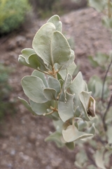 Cistus atriplicifolius