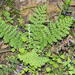 Scented Fern - Photo (c) Richard Adcock, some rights reserved (CC BY-NC)