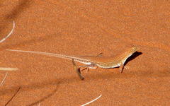 Meroles cuneirostris
