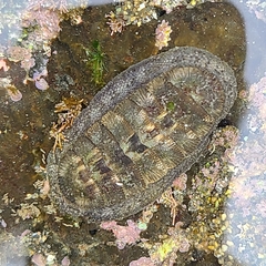Chiton