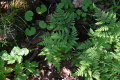 Cystopteris montana