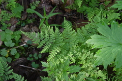 Cystopteris montana