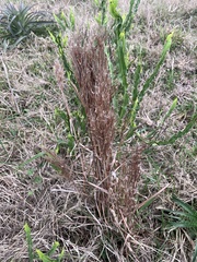 Schizachyrium microstachyum
