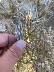 Chloropyron tecopense