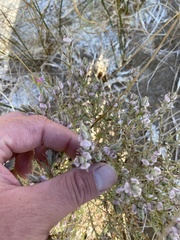 Chloropyron tecopense