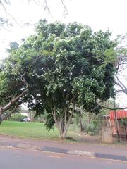 Craibia zimmermannii