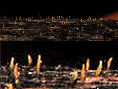 Acrospermum compressum