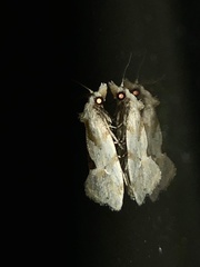 Aethes angustana