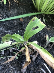 Magnoliopsida