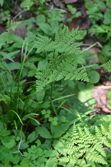Cystopteris montana