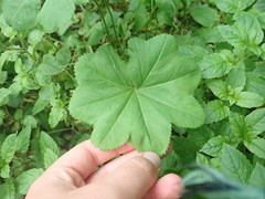 Alchemilla xanthochlora