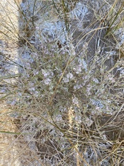 Chloropyron tecopense