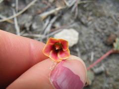 Hermannia linnaeoides