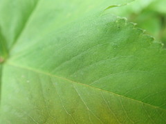 Alchemilla xanthochlora