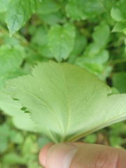 Alchemilla xanthochlora