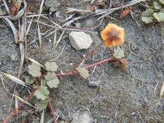 Hermannia linnaeoides