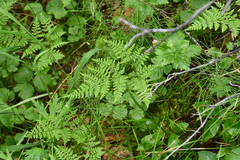 Cystopteris montana