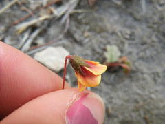 Hermannia linnaeoides